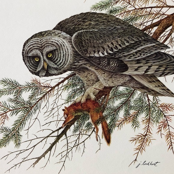 Other - FIVE FOR FIFTEEN!! 
Art Print of Slightly Grumpy Owl with Prey in Hand